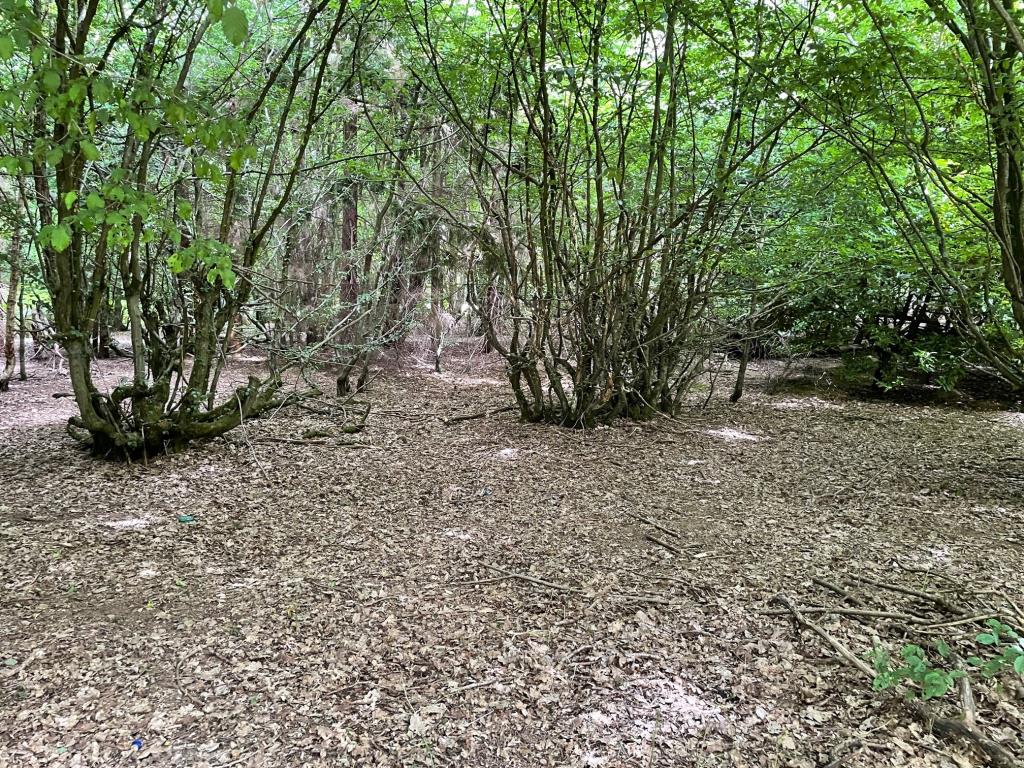 Lot: 109 - THREE ACRE FORMER NATURIST SITE WITH POTENTIAL -